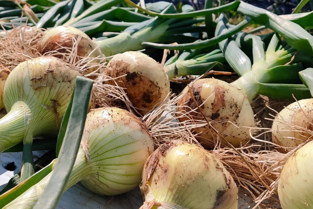 Rich Harbor Seed Rich Harbor Seed